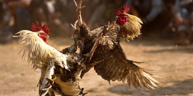 Đá gà cựa dao có tính kịch tính và hấp dẫn hơn Đá gà cựa dao có tính kịch tính và hấp dẫn hơn