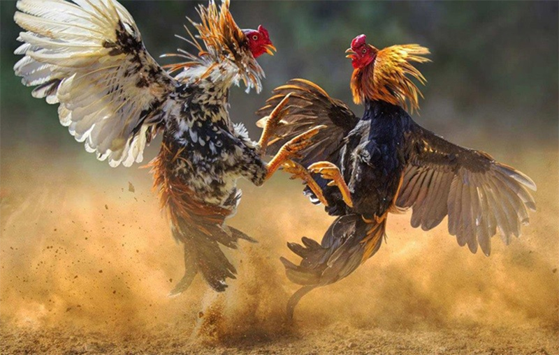 Gà nòi là biểu tượng của văn hóa đá gà truyền thống Gà nòi là biểu tượng của văn hóa đá gà truyền thống